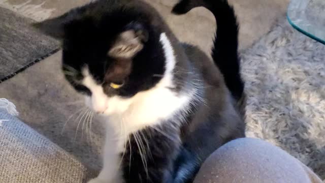 Charlie the cat getting handsy with me