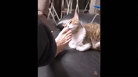 Cats Reaction to Smelling Owner's Foot CUTE FUNNY