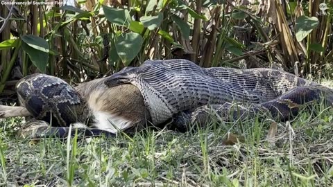 Florida biologists discovered a Burmese python swallowing a fully-grown deer