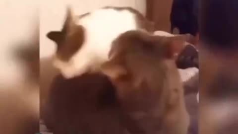 Funny cats video