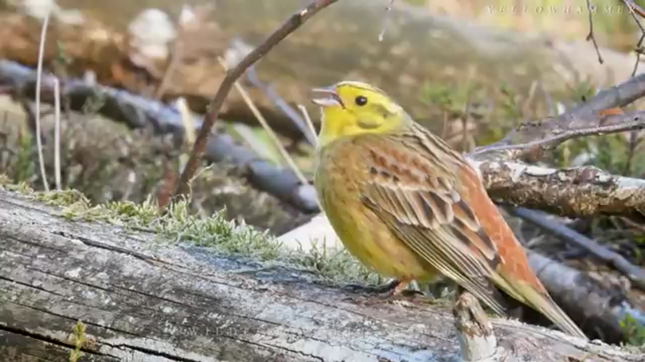 singing birds