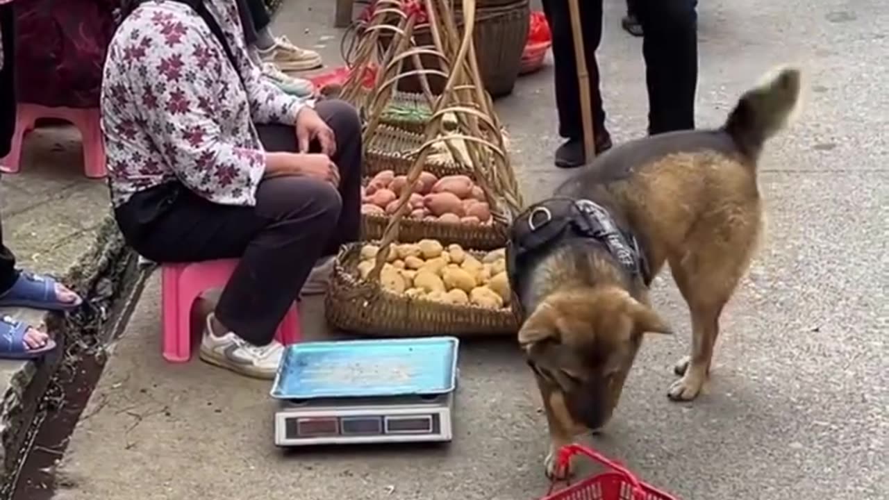 DOG FAITHFULNESS TO THEIR MASTER