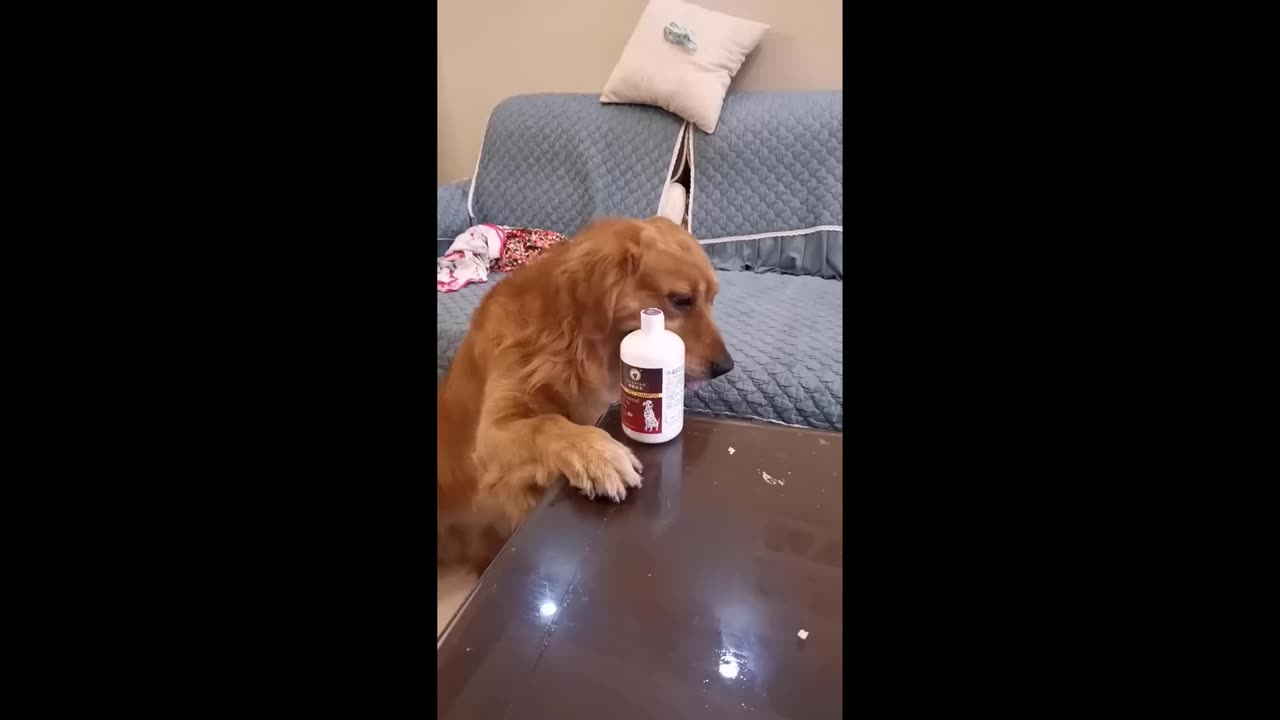Funniest Cats And Dogs Videos 😁 - Best Funny Animal Videos 2024