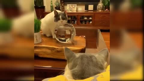 look at this cute cat, he never touch the water