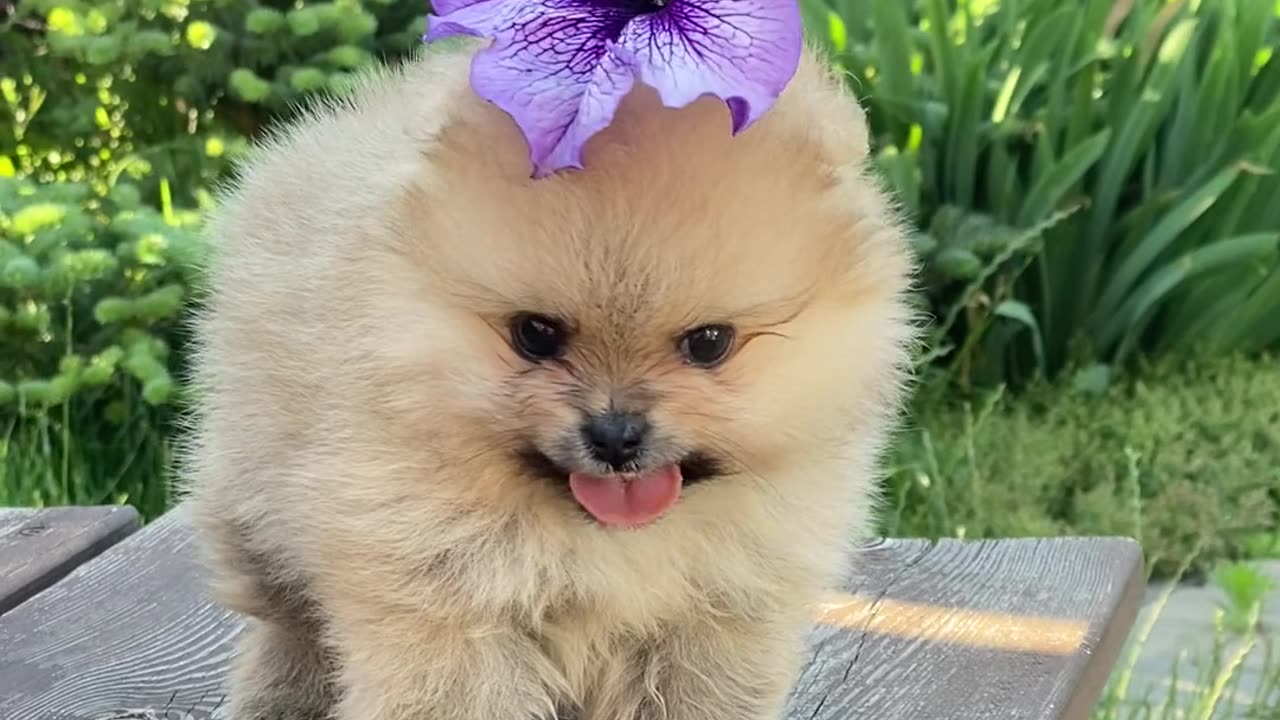 Cute dog video