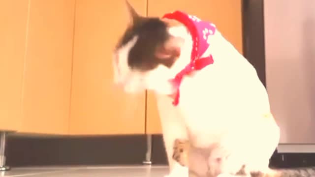 Cute and funny cat shorts videos compilation