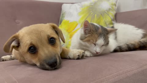 Puppy tries to be friends with a Kitten