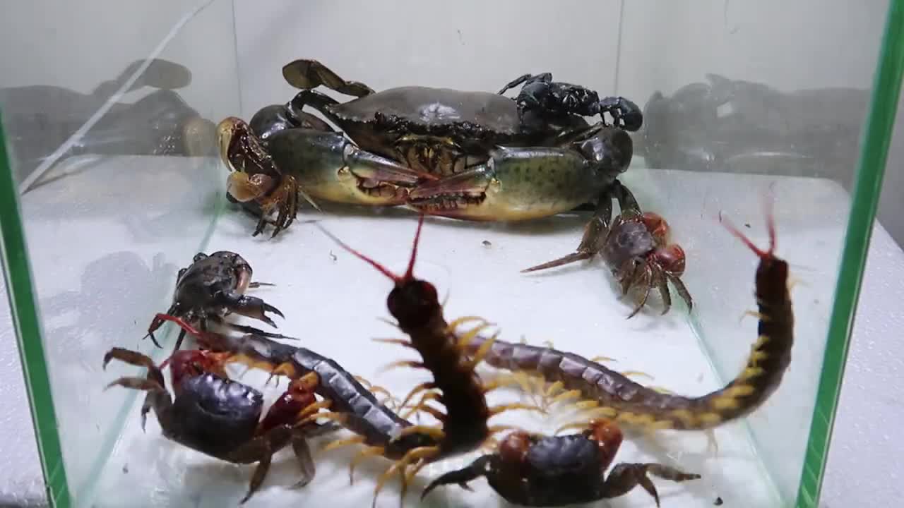 Sea Crab Centipede Emperor Scorpion Water-4