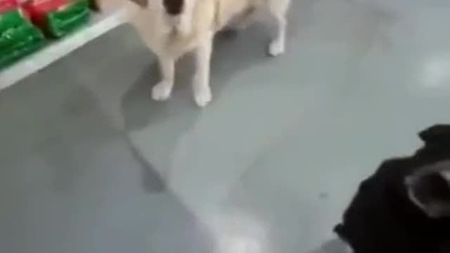 Street dogs treated nicely by a dog shop owner