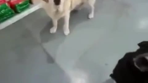Street dogs treated nicely by a dog shop owner