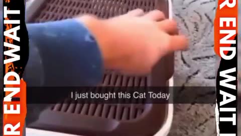 So Cute Baby Cats kids video 😻 | #shorts #viral