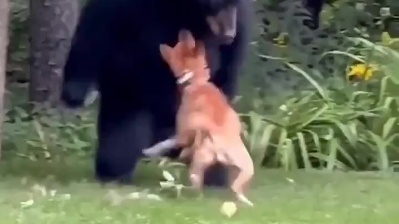 Dog Chases Away Bear