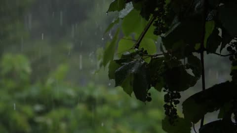 Raining Sound for Insomnia | Relaxing sound | Sound for deep sleep | Sleeping sound | Raining