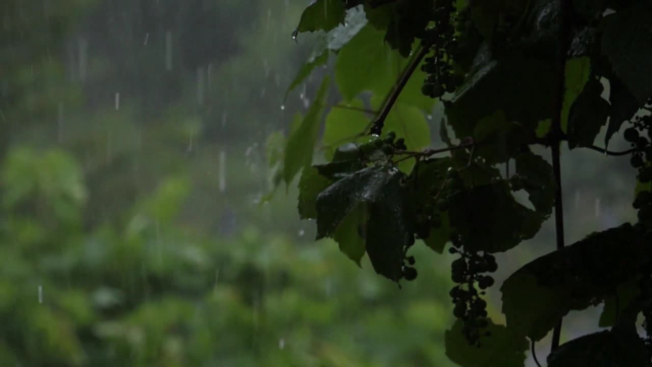 Raining Sound for Insomnia | Relaxing sound | Sound for deep sleep | Sleeping sound | Raining