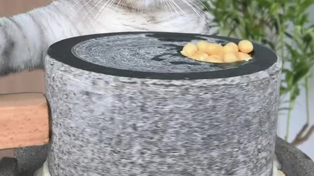 Cat making delicious desserts