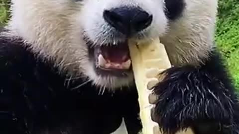 Panda eating bamboo🐼🐼