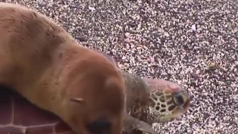 Riding a blue seal on a turtle