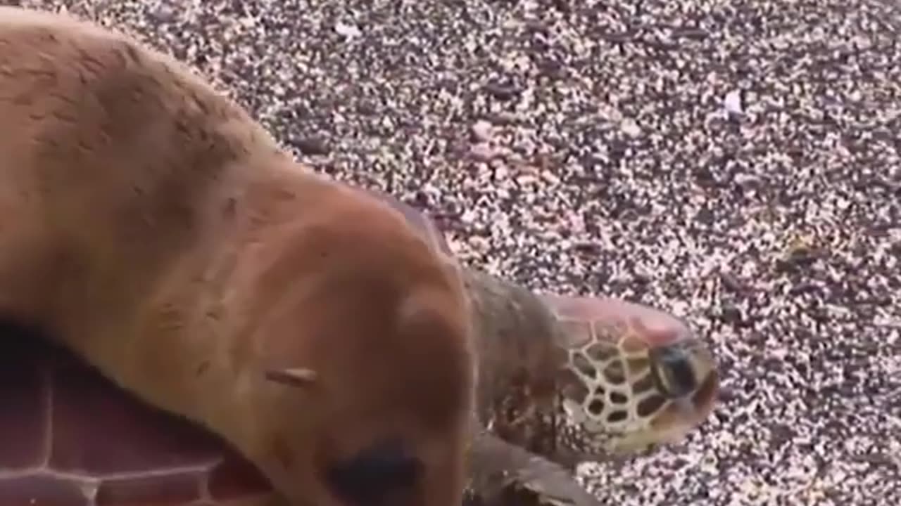 Riding a blue seal on a turtle