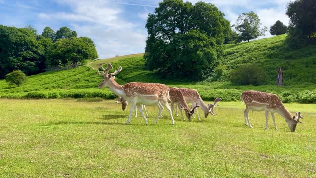 Group of Wild Gazelle Standing Together in The Wild - Awesome 4K Green Calm Nature