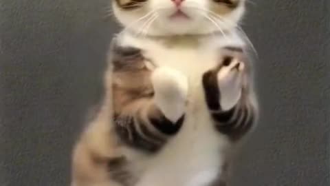Funny cat amazing dance, cute cat