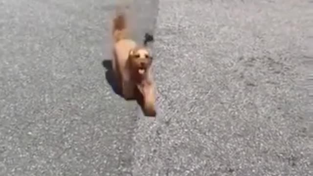 Doge fanye video