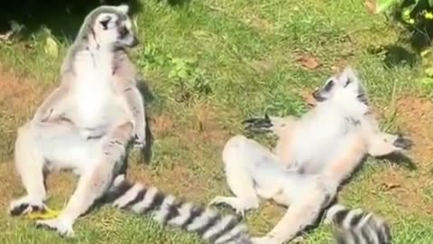 Sunbathing Lemurs!