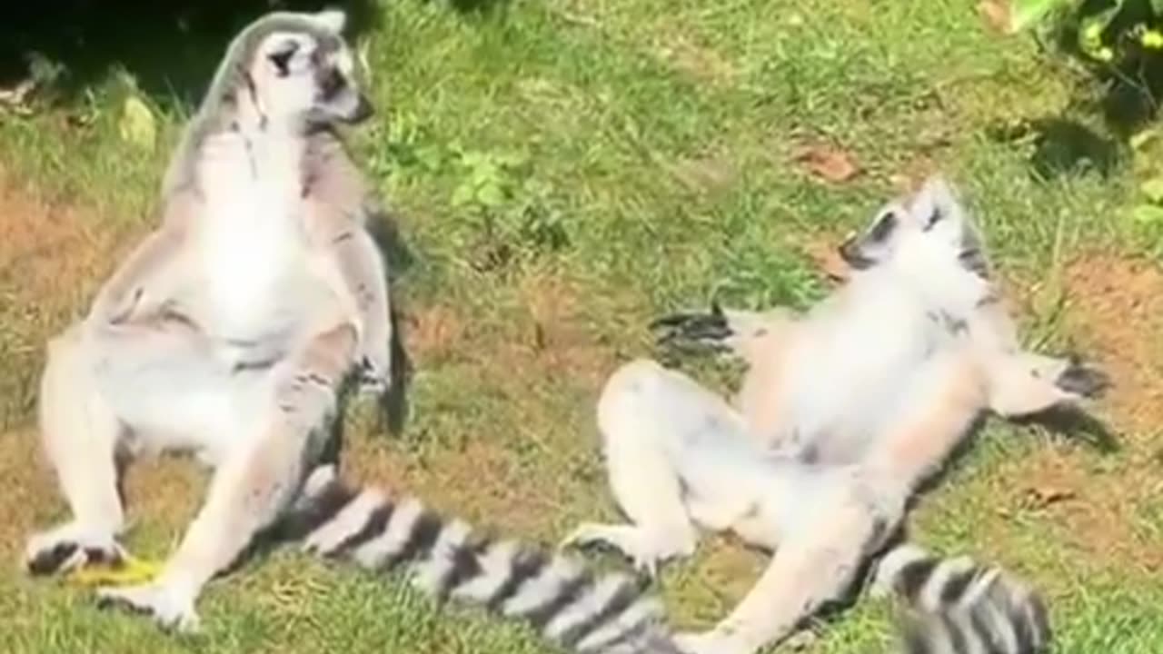 Sunbathing Lemurs!