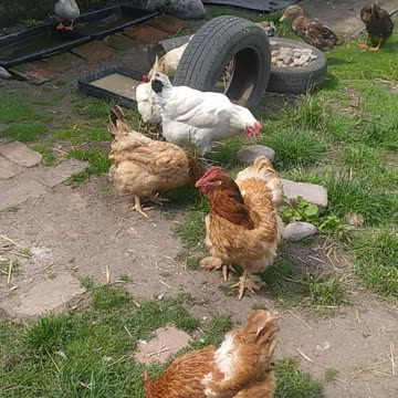 Good morning from my Garden! Ducks relax, little chicken 🍄🦆🌼