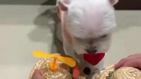 That smile at the end is just cute🥰