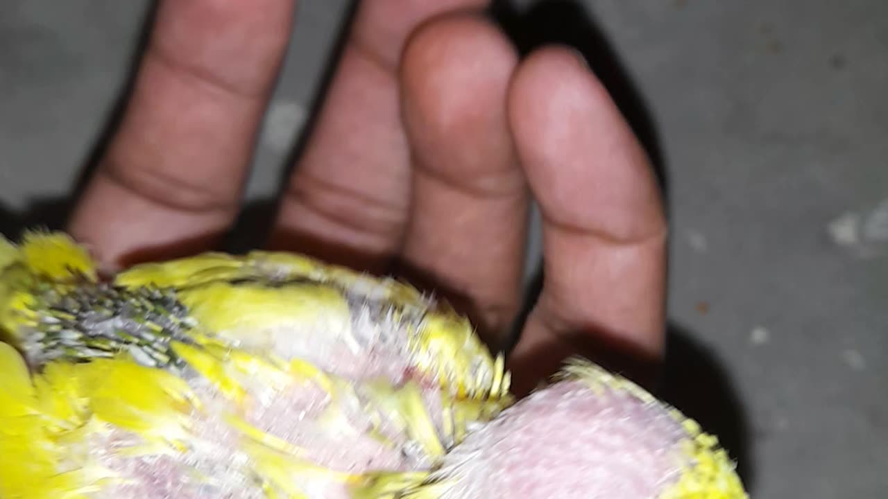 Feather plucking in budgies