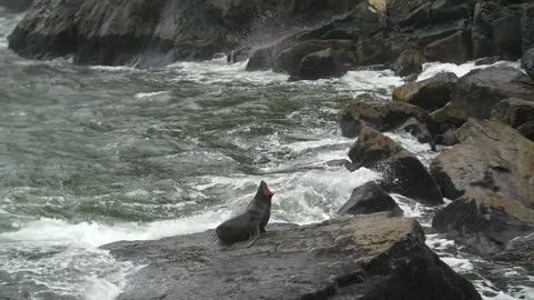 Seal Laid On a Rock