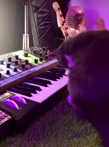 Bach the cat plays!!?