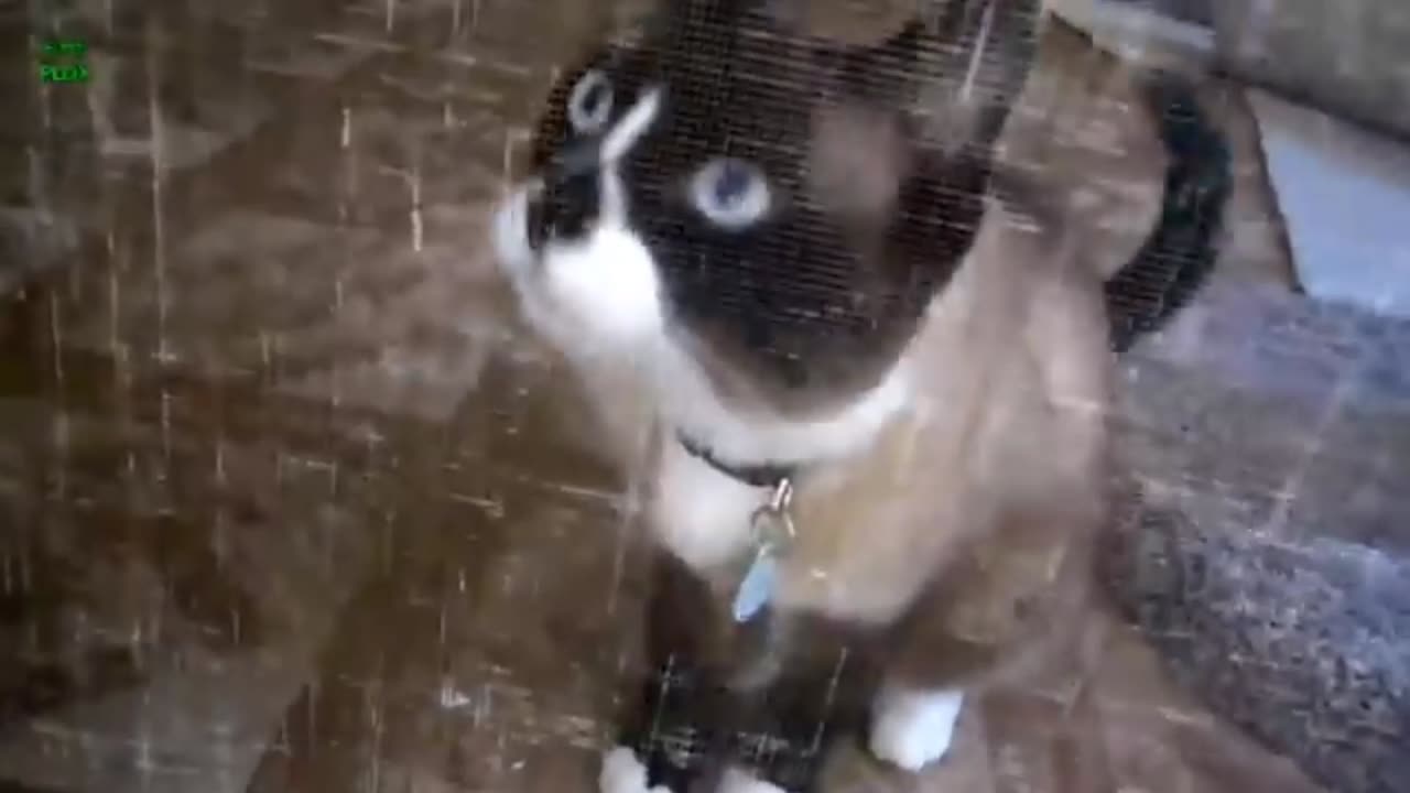 Cat Try To Open The Window