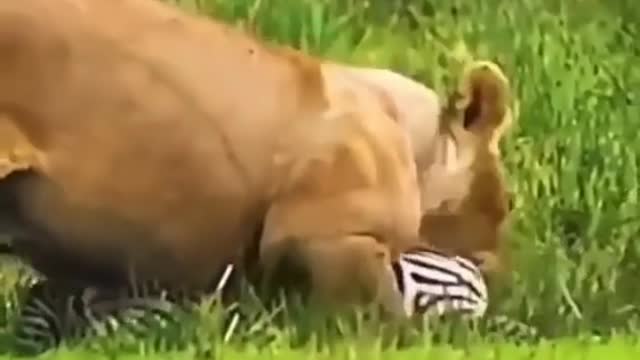 Animals zebra lion