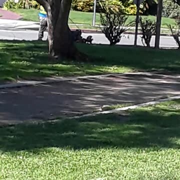 This guy is mowing the...............curb?