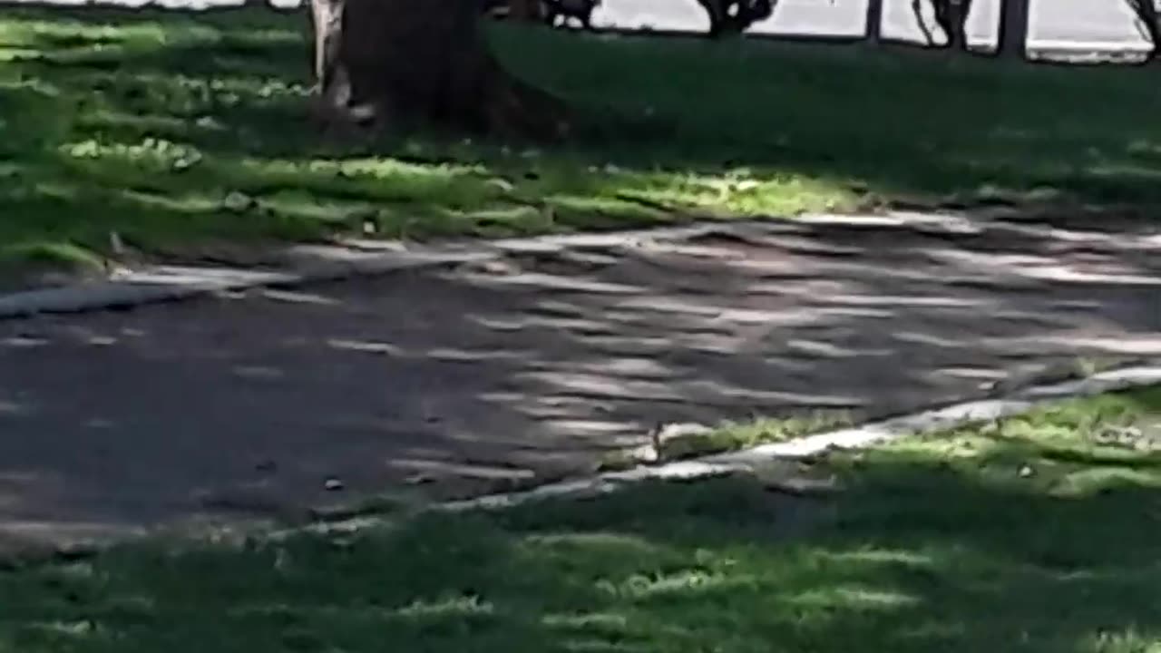 This guy is mowing the...............curb?