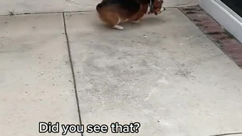 Clever corgo