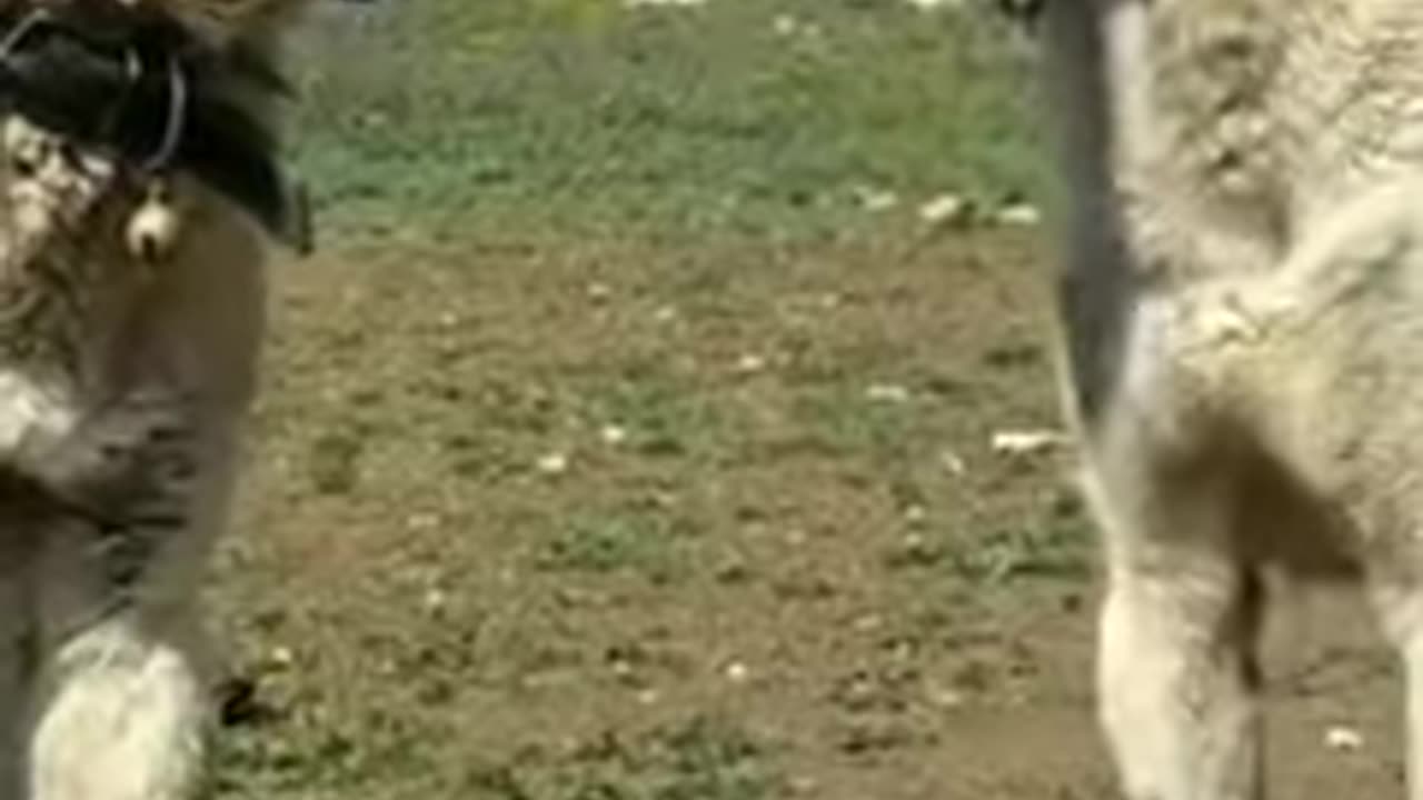 Dog barking video#whatsapp status#07kvira