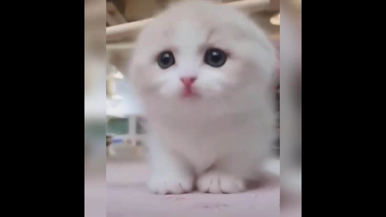 Beautiful cats compilation 🥰😍