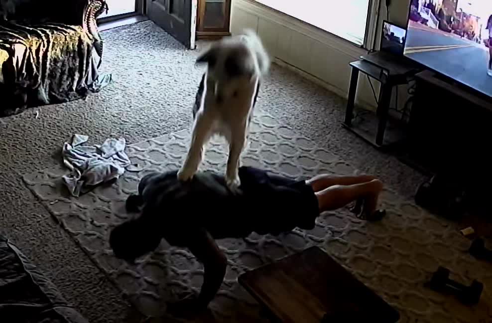 Husky "Helps" Dad With Workout