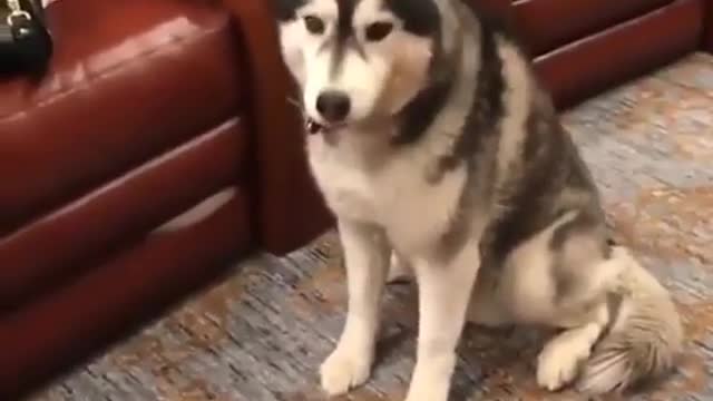 This is a smart husky