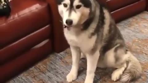 This is a smart husky