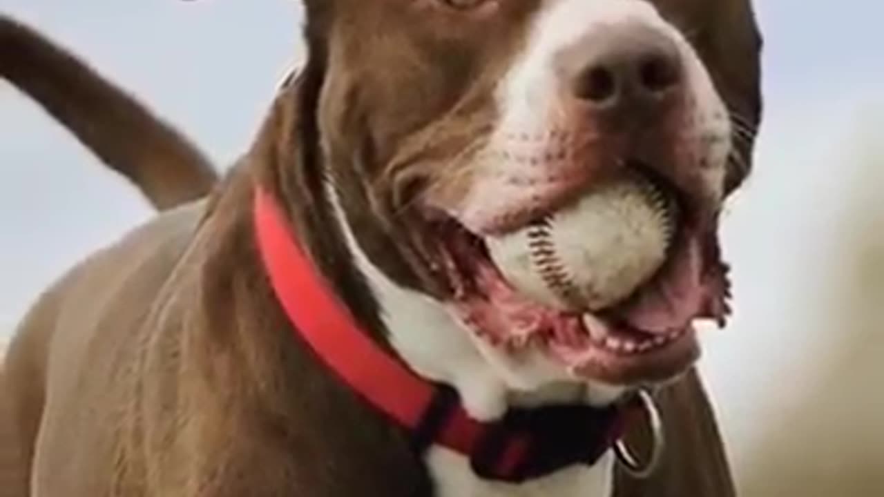 Top ten dangerous dog in the world #top10 #dangerous #pittbull