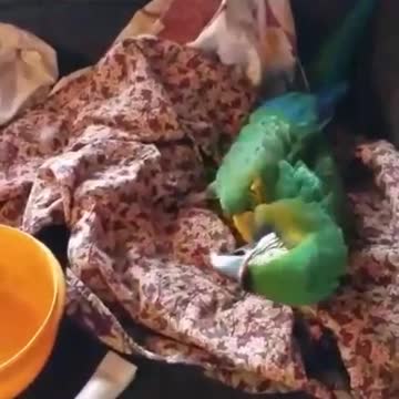 Macaw loves Christmas music