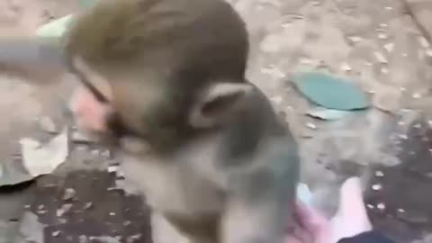 Cute little monkey 🐒