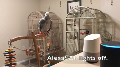 The SMARTEST PARROT in the WORLD 🦜💬 ( the African Gray)