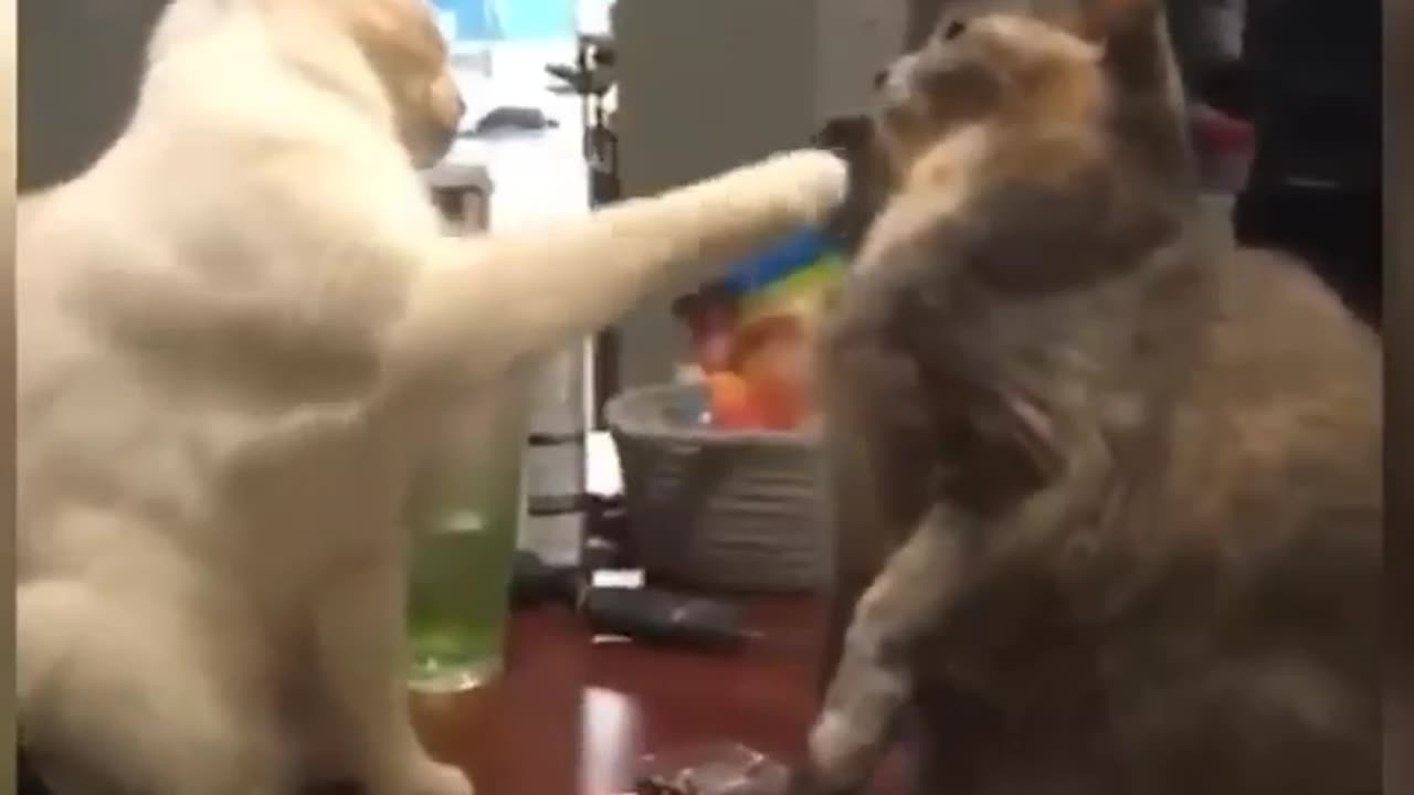 Cutest and funniest animals videos 🐶😺🐒🐼