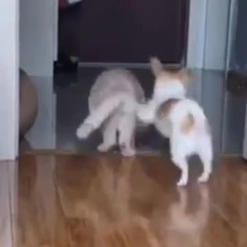 Funny cat and dog compilation _ Funny Cats #shorts #cats #babycat