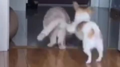 Funny cat and dog compilation _ Funny Cats #shorts #cats #babycat