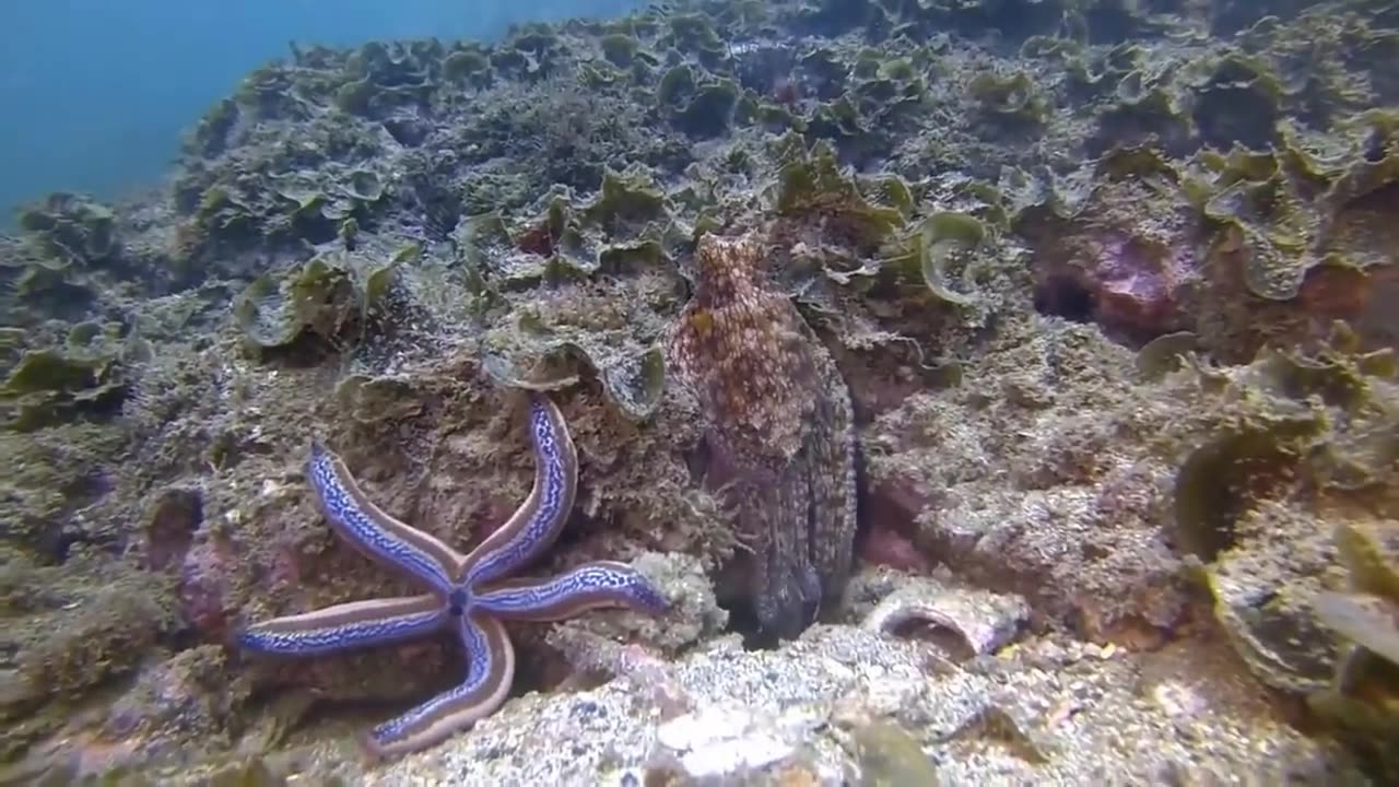 The Epic Octopus Punch!